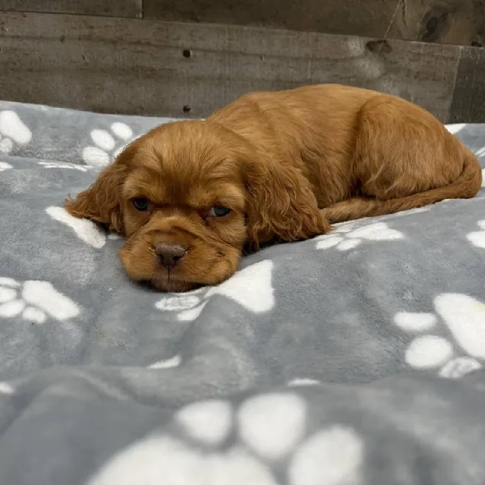 Female Cocker/Cavalier puppy named Leia for sale at The Family Puppy-Novi.