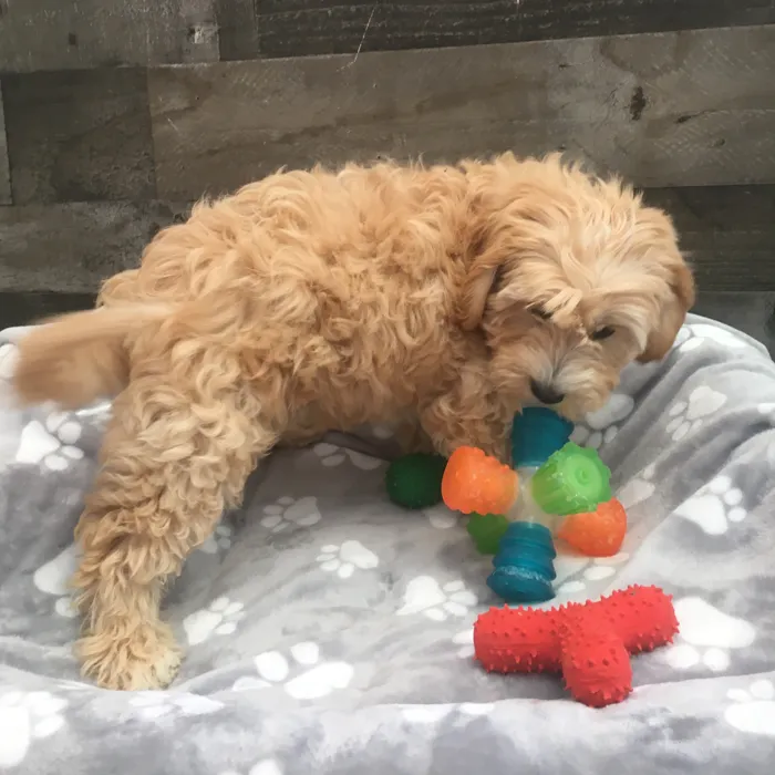 Male Cavapoo puppy named Ash for sale at The Family Puppy-Novi.