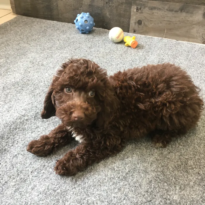 Female Poodle puppy named Daphne for sale at The Family Puppy-Novi.