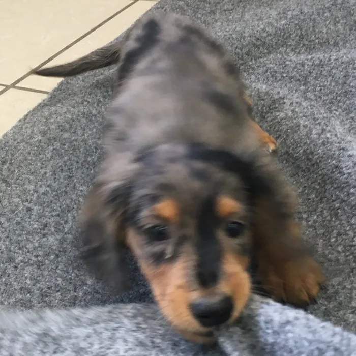 Male Dachshund puppy named Scooby for sale at The Family Puppy-Novi.