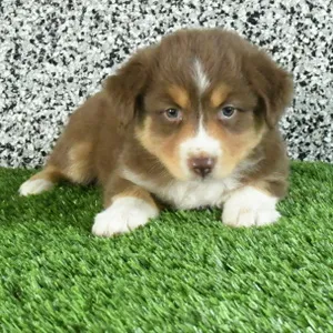 Female Miniature American Shepherd puppy named Celine for sale at The Family Puppy-Novi.
