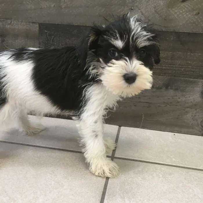 Female Mini Schnauzer puppy named Toni for sale at The Family Puppy-Novi.