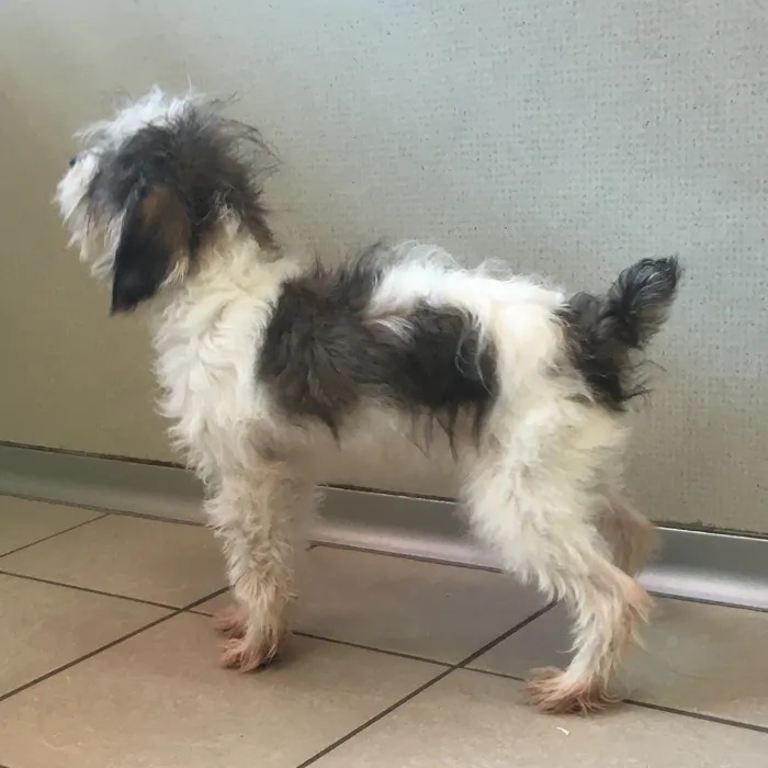 Female Schnoodle puppy named Violet for sale at The Family Puppy-Novi.