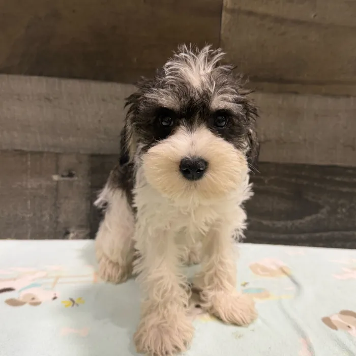 Female Mini Schnauzer puppy named Pepper for sale at The Family Puppy-Troy.