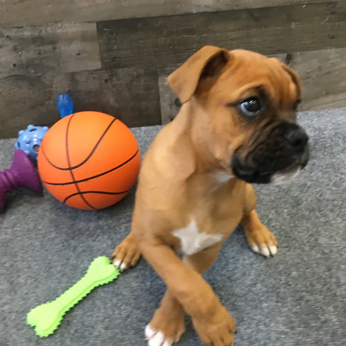 Male Boxer puppy named Troy for sale at The Family Puppy-Novi.