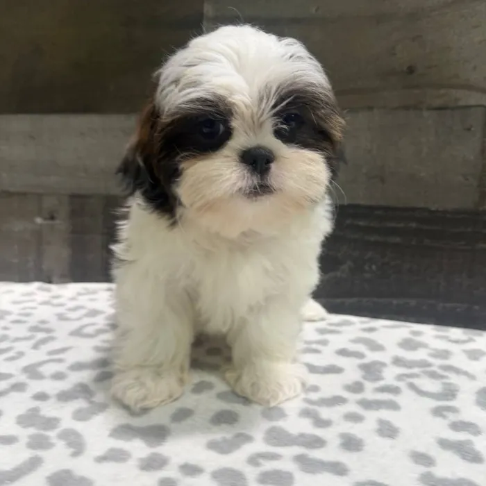 Female Shih Tzu puppy named Vicky for sale at The Family Puppy-Troy.