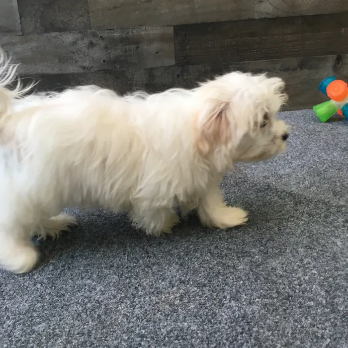 Female Maltese puppy named Magnolia for sale at The Family Puppy-Novi.