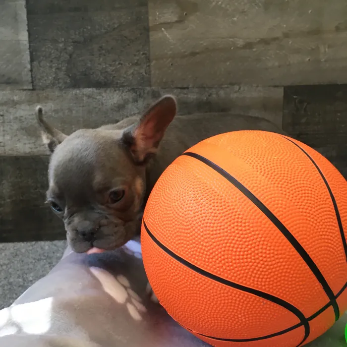 Female French Bulldog puppy named Mulan for sale at The Family Puppy-Novi.