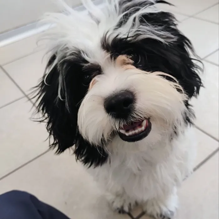 Male Shih Tzu-Bichon puppy named David for sale at The Family Puppy-Novi.
