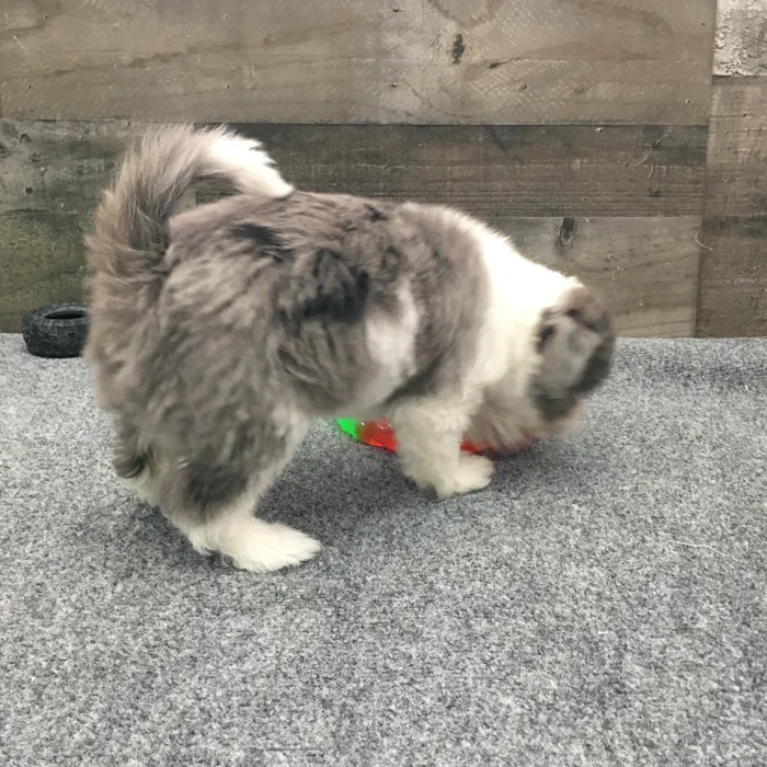 Female Poochi puppy named Crystal for sale at The Family Puppy-Novi.