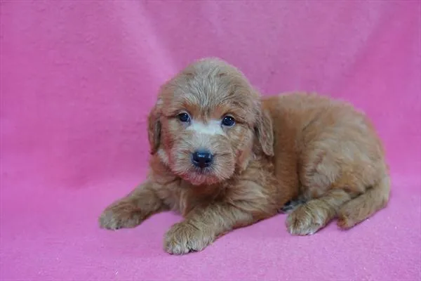 Female Mini Goldendoodle puppy named Piglet for sale at The Family Puppy-Novi.