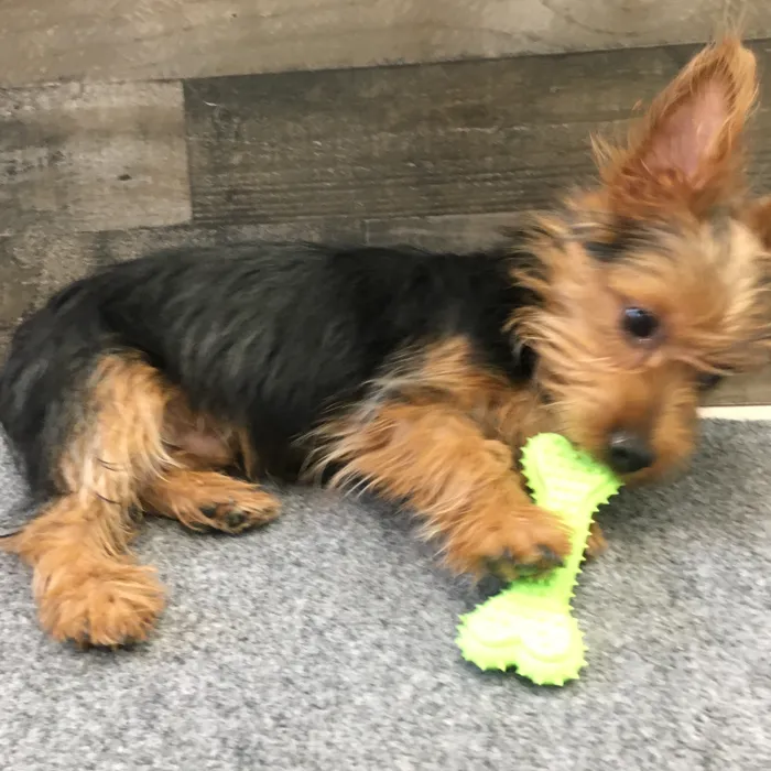 Male Yorkie puppy named Glitch for sale at The Family Puppy-Novi.