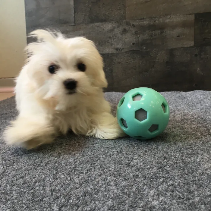 Female Maltese puppy named Magnolia for sale at The Family Puppy-Novi.