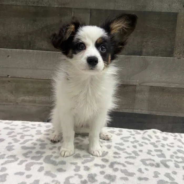Male Papillon puppy named Bowzer for sale at The Family Puppy-Troy.