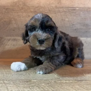 Male Schnoodle puppy named Henry for sale at The Family Puppy-Troy.