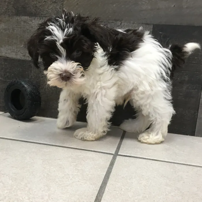 Male Mini Schnauzer puppy named Rig for sale at The Family Puppy-Novi.