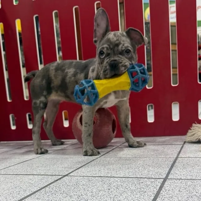Female French Bulldog puppy named Love for sale at The Family Puppy-Troy.