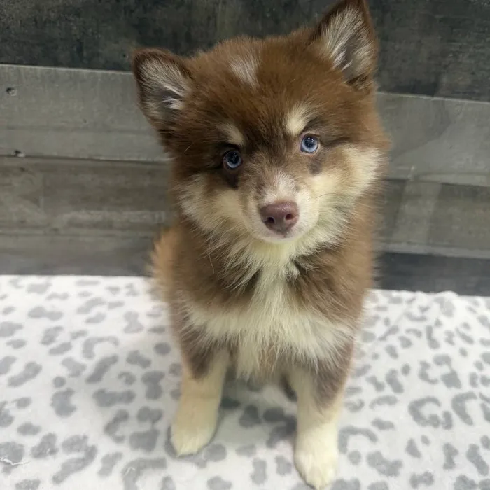 Female Pomsky puppy named Nora for sale at The Family Puppy-Troy.