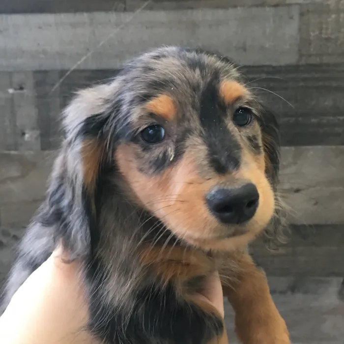 Male Dachshund puppy named Scooby for sale at The Family Puppy-Novi.