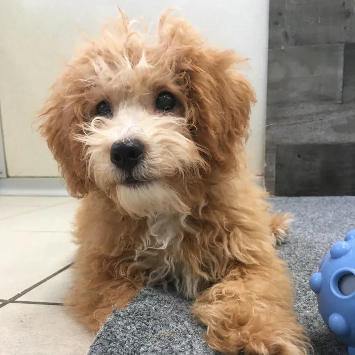 Male Mini Bernedoodle puppy named Haymitch for sale at The Family Puppy-Novi.