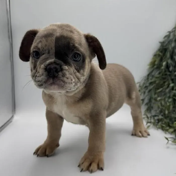 Male Frenchstons puppy named Phantom for sale at The Family Puppy-Troy.