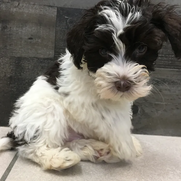 Male Mini Schnauzer puppy named Rig for sale at The Family Puppy-Novi.