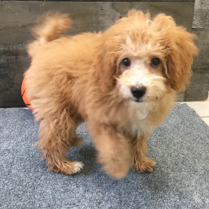 Male Mini Bernedoodle puppy named Haymitch for sale at The Family Puppy-Novi.
