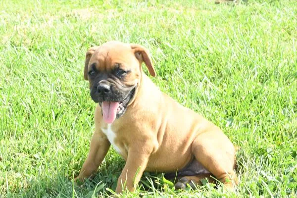 Female Boxer puppy named Blossom for sale at The Family Puppy-Troy.