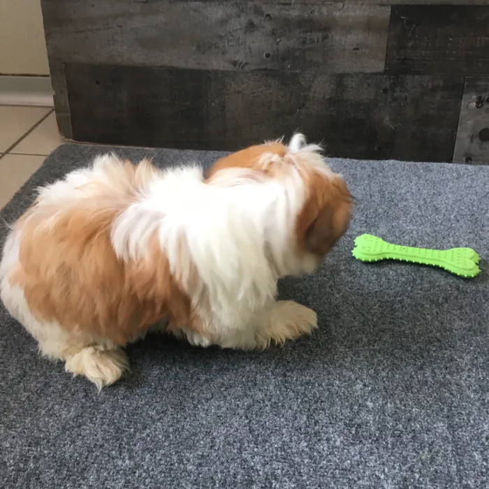 Female Shih Tzu-Bichon puppy named Ramen for sale at The Family Puppy-Novi.
