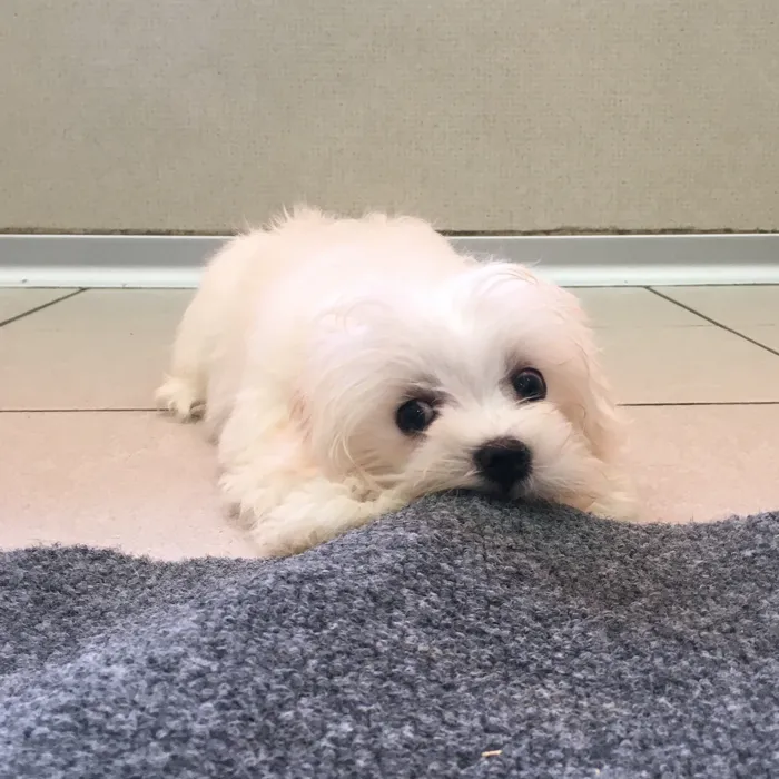 Female Maltese puppy named Magnolia for sale at The Family Puppy-Novi.