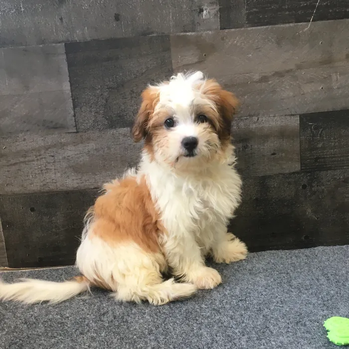 Female Shih Tzu-Bichon puppy named Ramen for sale at The Family Puppy-Novi.