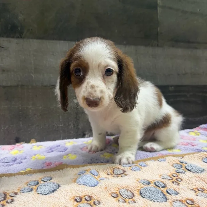 Female Dachshund puppy named Pumpkin for sale at The Family Puppy-Troy.