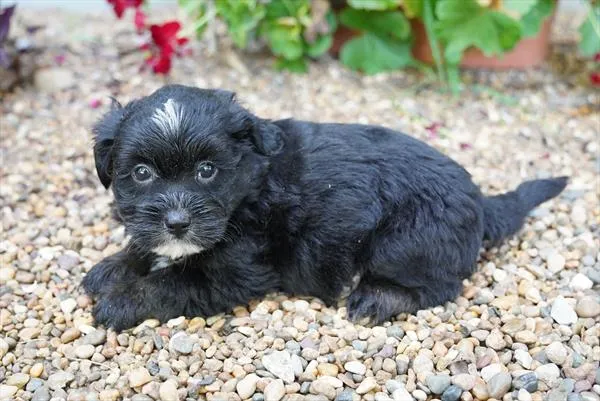 Male Shihpoo puppy named Shaggy for sale at The Family Puppy-Novi.