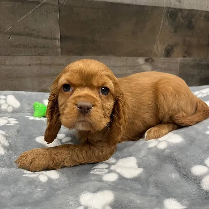 Female Cocker/Cavalier puppy named Leia for sale at The Family Puppy-Novi.
