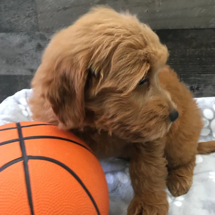 Female Mini Goldendoodle puppy named Piglet for sale at The Family Puppy-Novi.