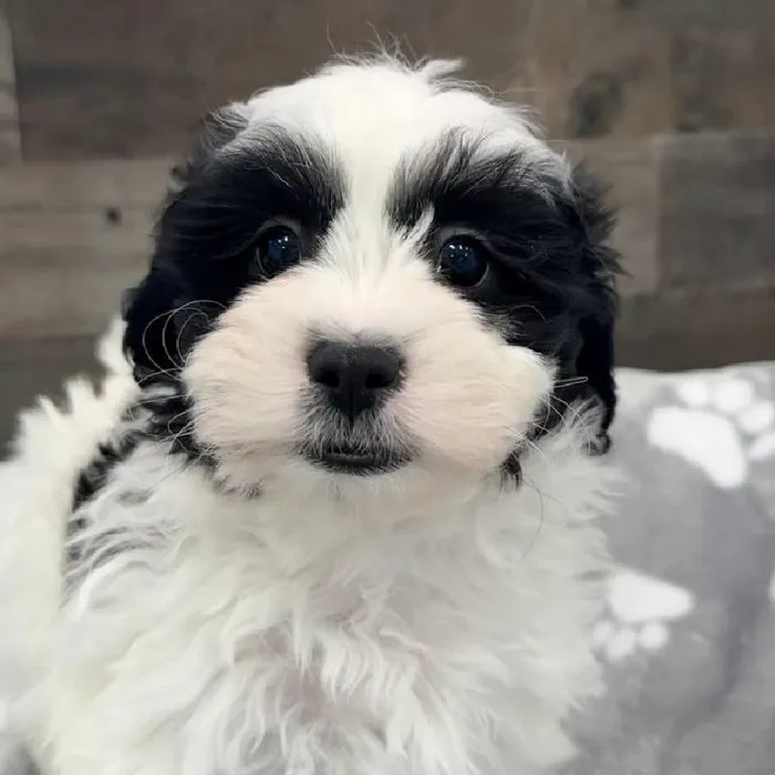 Male Shih Tzu-Bichon puppy named David for sale at The Family Puppy-Novi.