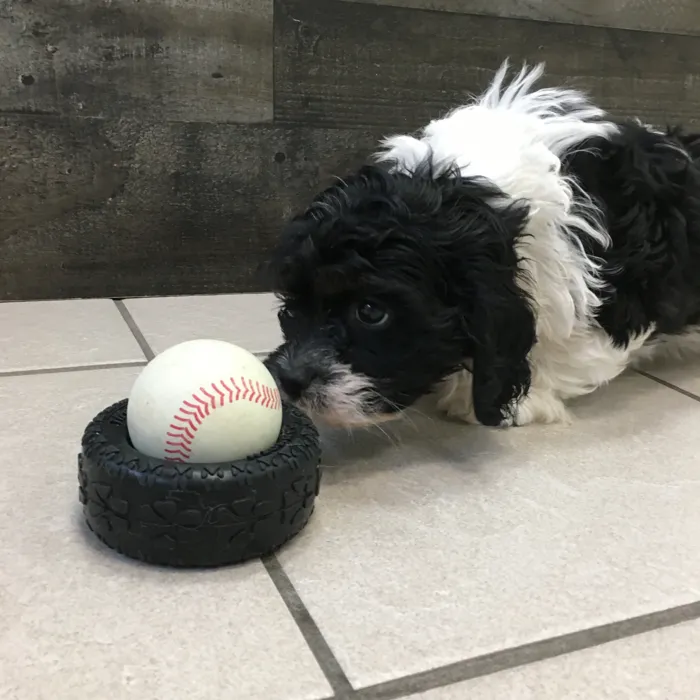 Male Cavapoo puppy named Gnocchi for sale at The Family Puppy-Novi.