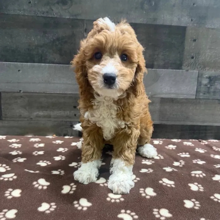 Male Mini Goldendoodle puppy named Buddy for sale at The Family Puppy-Troy.