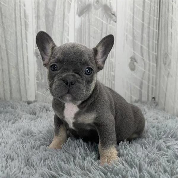 Female French Bulldog puppy named Mulan for sale at The Family Puppy-Novi.