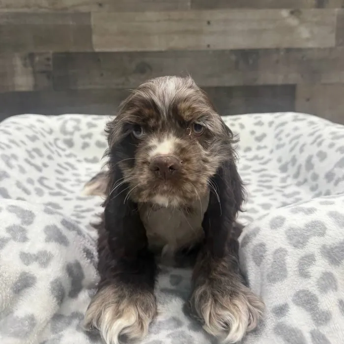 Male Cocker Spaniel puppy named Soto for sale at The Family Puppy-Troy.