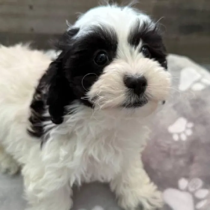 Male Shih Tzu-Bichon puppy named David for sale at The Family Puppy-Novi.