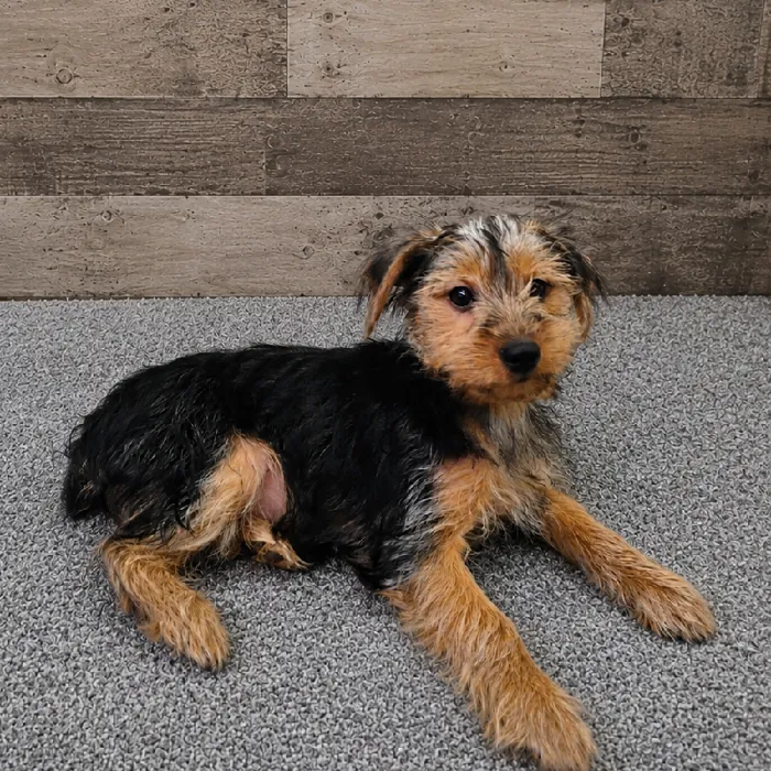 Female Yorkie puppy named Mertle for sale at The Family Puppy-Novi.