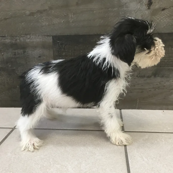 Female Mini Schnauzer puppy named Toni for sale at The Family Puppy-Novi.