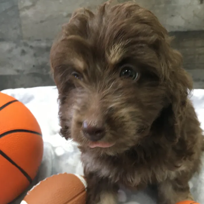 Female Cockapoo puppy named Winnie for sale at The Family Puppy-Novi.