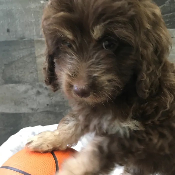 Female Cockapoo puppy named Winnie for sale at The Family Puppy-Novi.