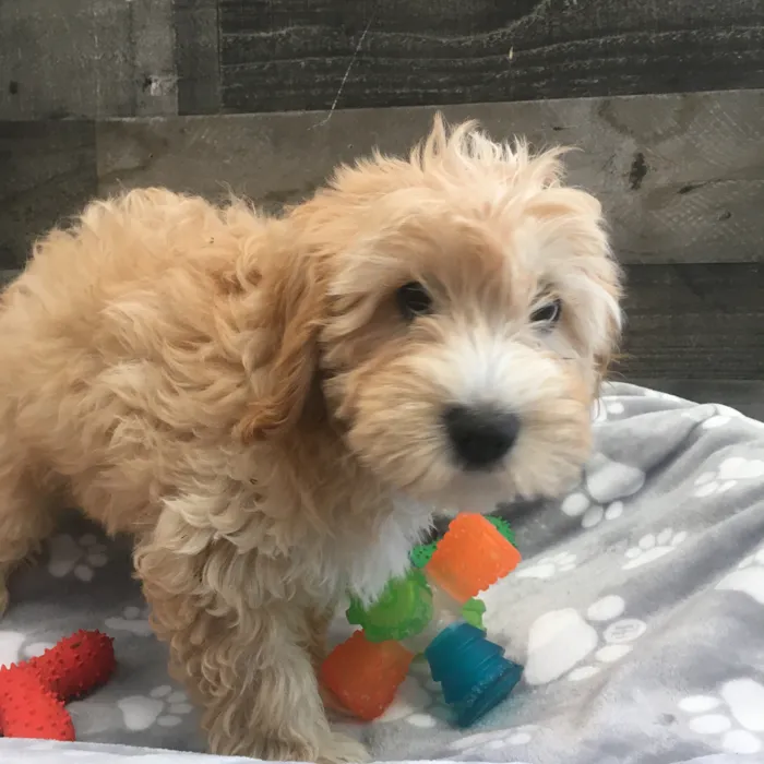 Male Cavapoo puppy named Ash for sale at The Family Puppy-Novi.