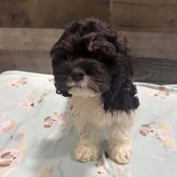 Male Cockapoo puppy named Benny for sale at The Family Puppy-Troy.