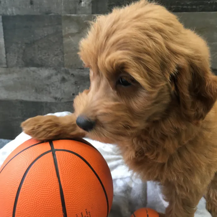 Female Mini Goldendoodle puppy named Piglet for sale at The Family Puppy-Novi.