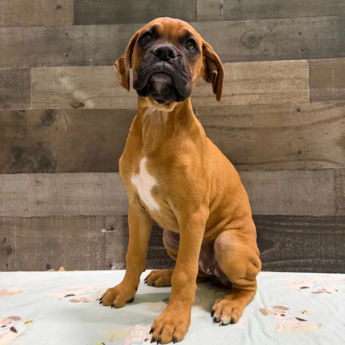 Female Boxer puppy named Blossom for sale at The Family Puppy-Troy.