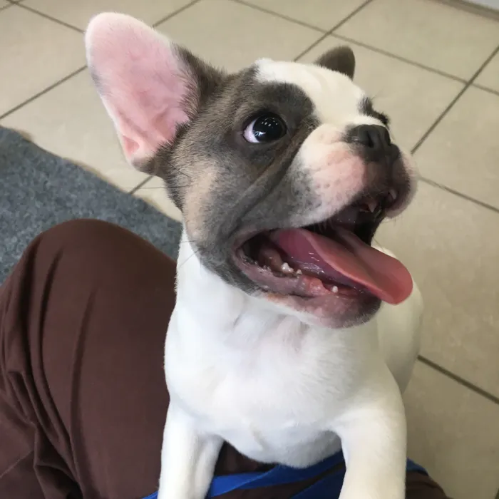 Male French Bulldog puppy named Fred for sale at The Family Puppy-Novi.